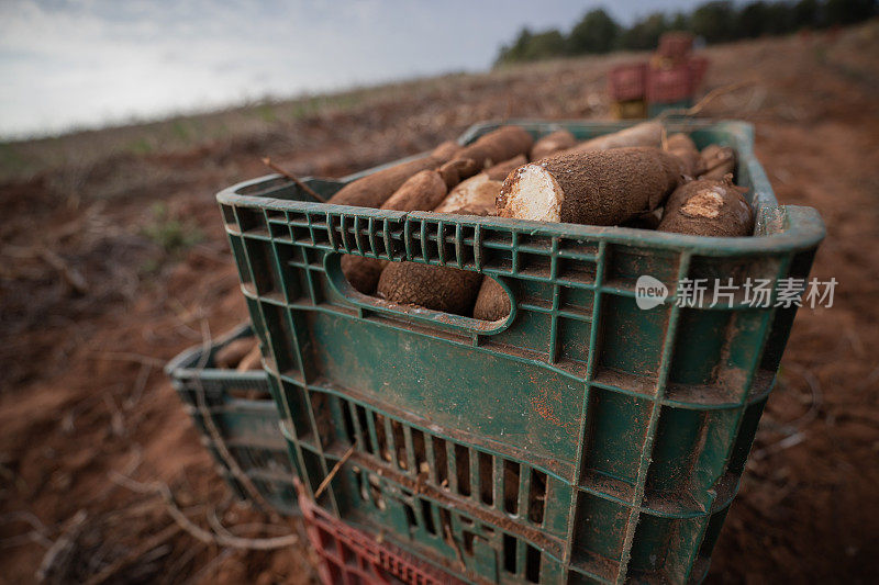 巴西木薯农业