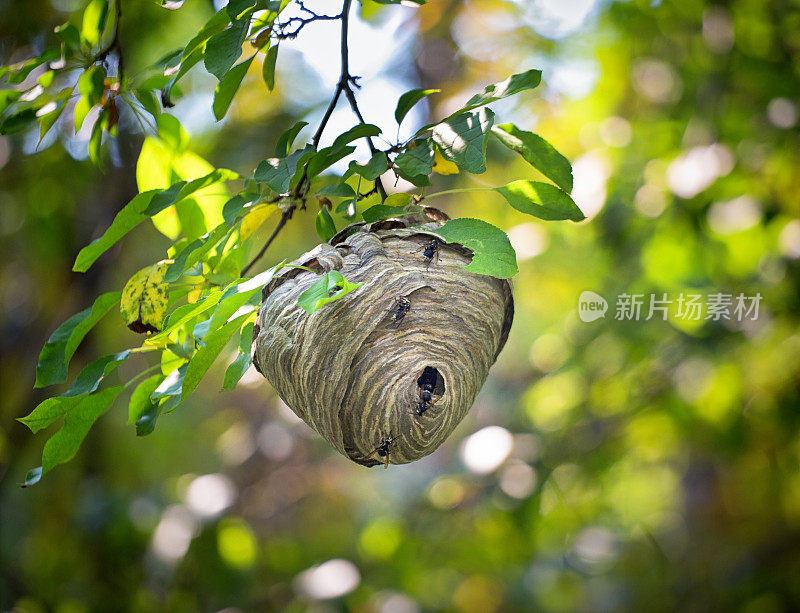 黄蜂巢挂在树上