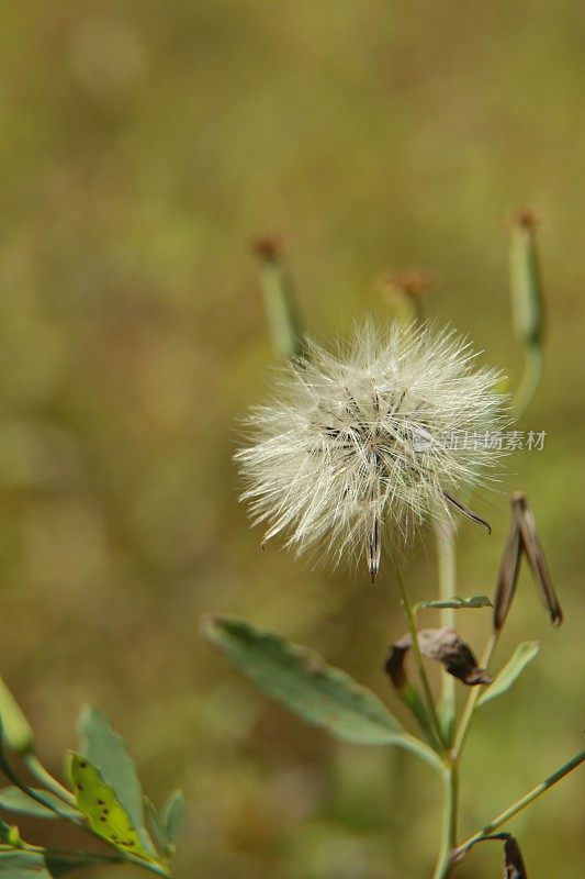 蒲公英officinale花