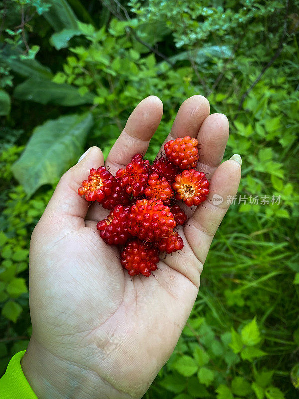 阿拉斯加基奈半岛的鲑鱼莓