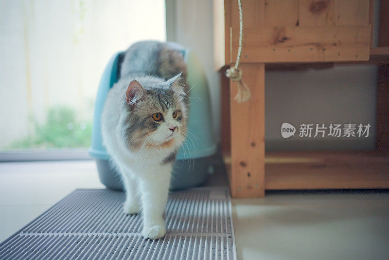 西伯利亚猫在用猫砂盒