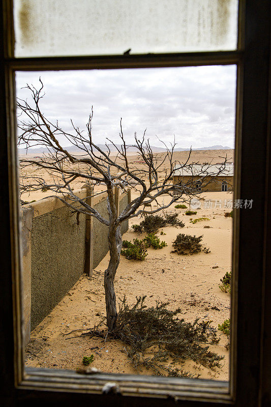 从科尔曼斯科普鬼城的窗框里看到的死树