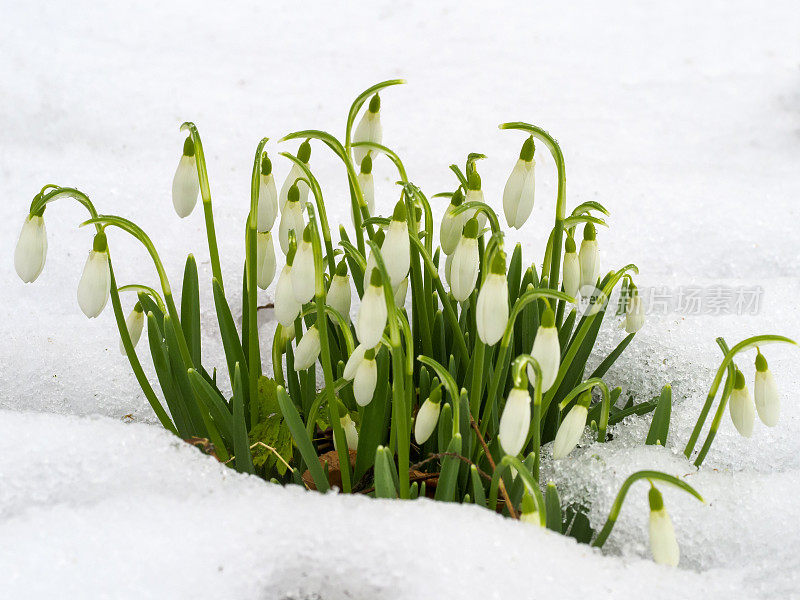 雪花莲(雪花莲)在雪中