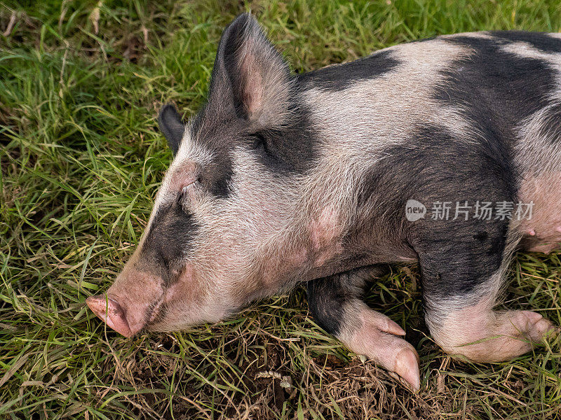 一只心满意足的小猪躺在田野里睡觉