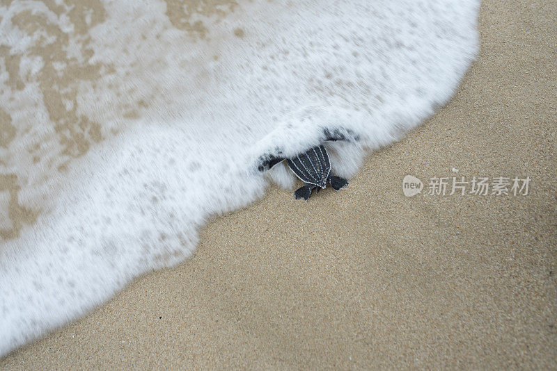 小棱皮龟被放生后将出海