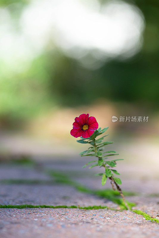 孤独的花
孤独的花
孤独的花
Eenzme花