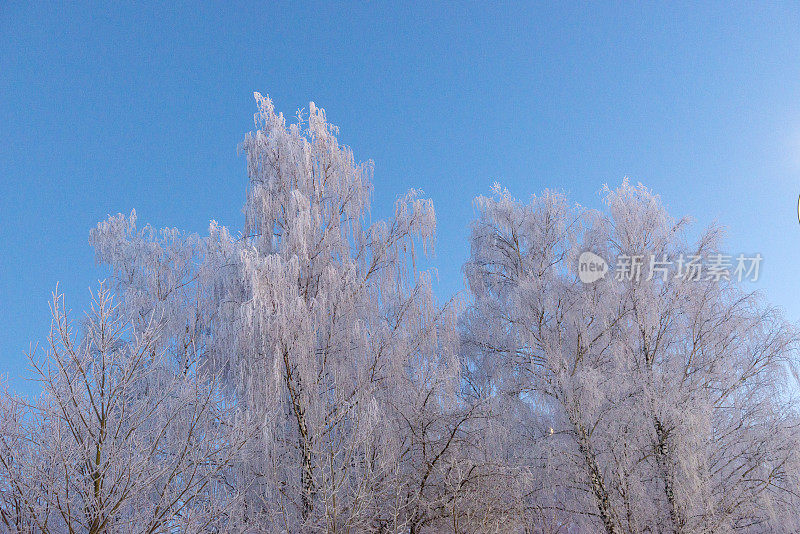 白雪覆盖的树木映衬着蓝天