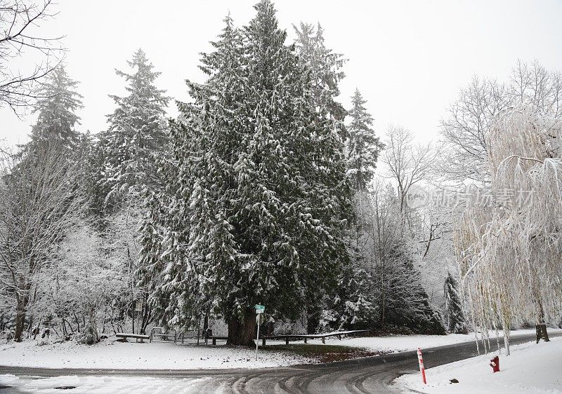 加拿大不列颠哥伦比亚省郊区森林里的雪