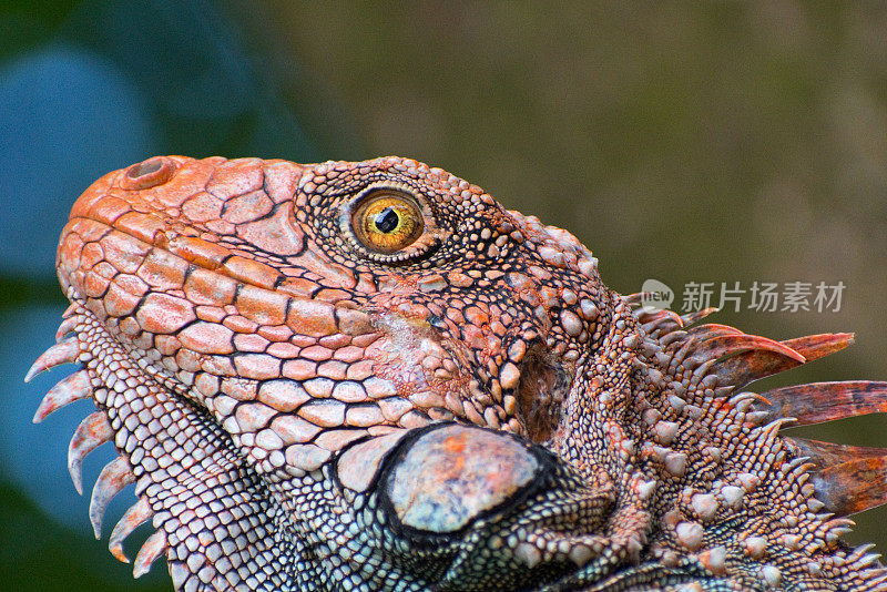 野生鬣蜥-哥斯达黎加-近距离观察蜥蜴的头和眼睛