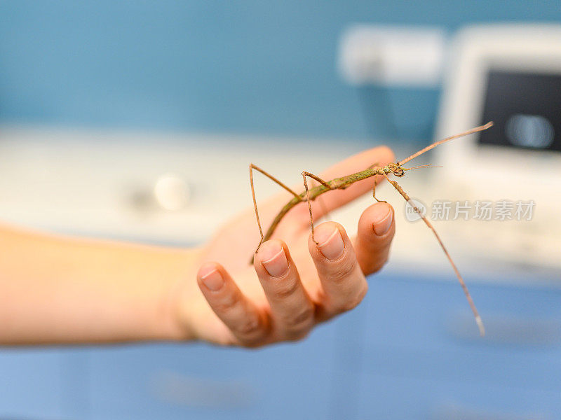 兽医扣留和检查Phasmatodea