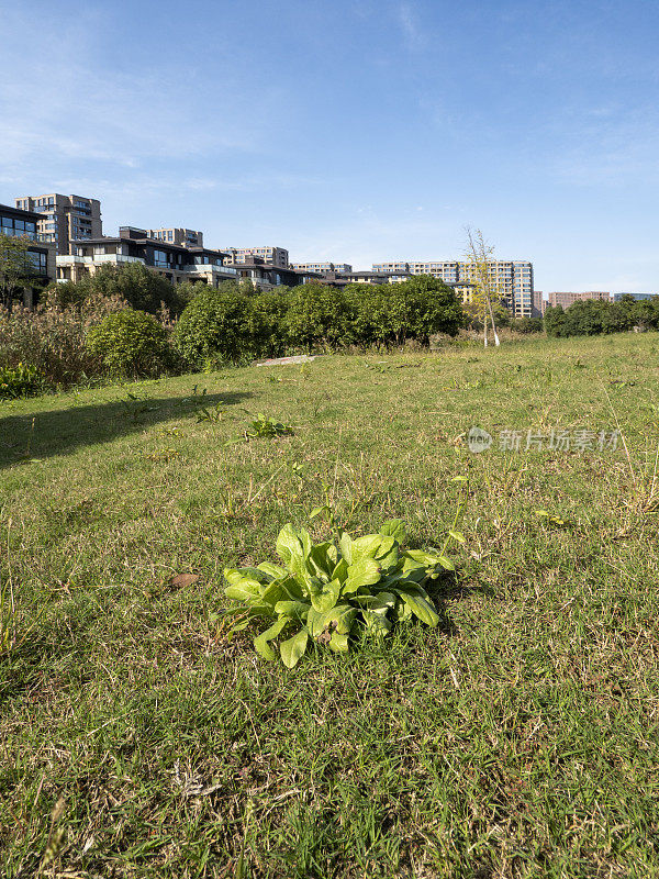 住宅楼前的草地