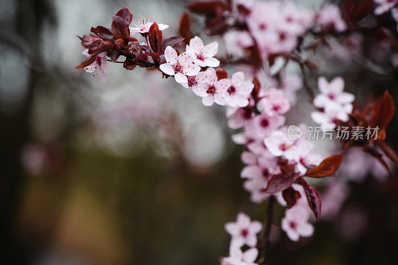 春天鲜花盛开