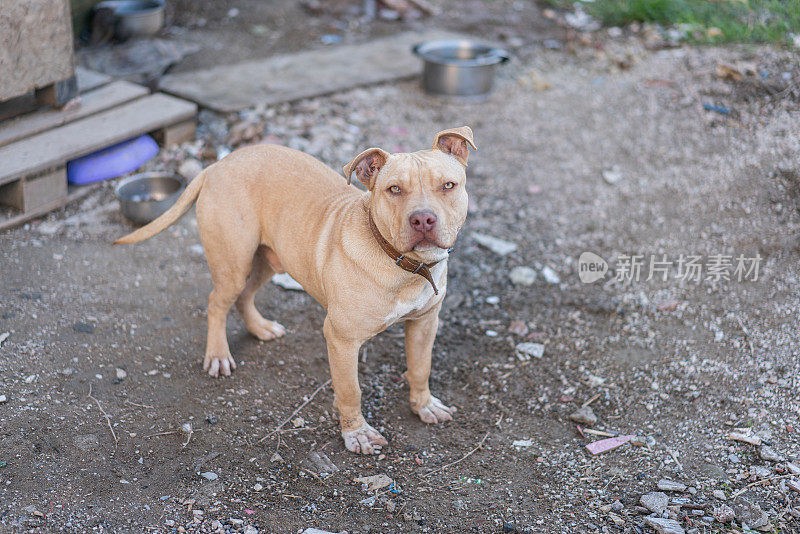 小狗斗牛犬住在肮脏的院子里，用铁链拴着。