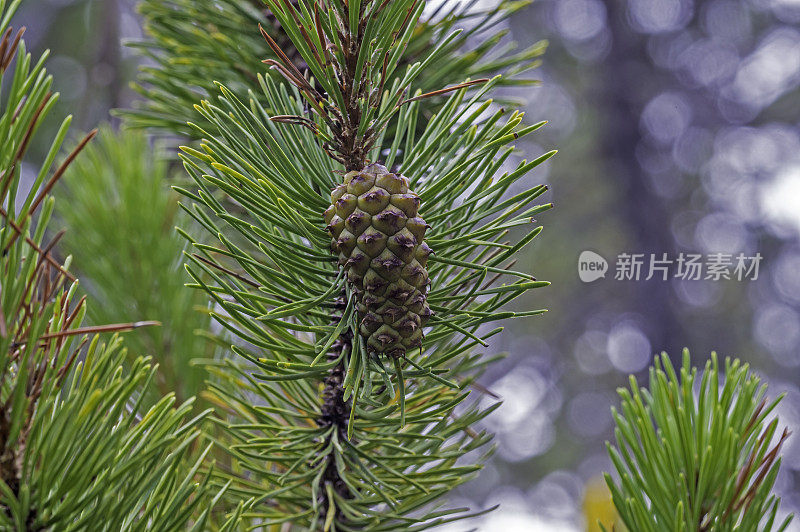 主教松，松muricata，是一种非常有限的范围，主要在加利福尼亚。云云顿州立公园，加州门多西诺县。