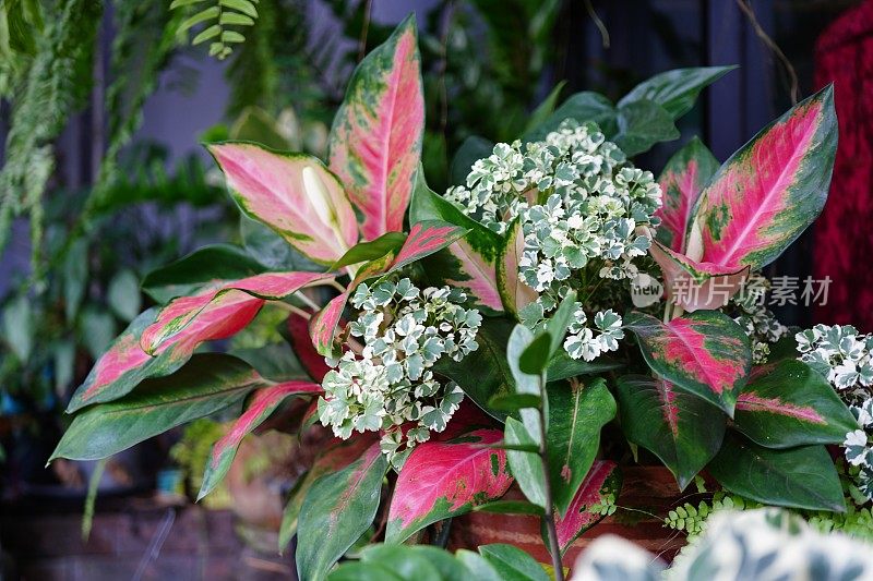 粉红色观赏植物Aglaonema