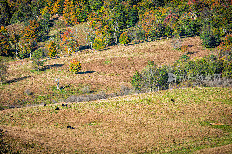 在弗吉尼亚州高地县的蒙特雷或蓝草农场的牧场上，草喂牛在秋天的森林山脉的起伏的丘陵上吃草