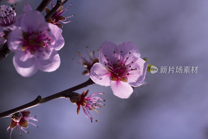 晨光中的紫色花朵