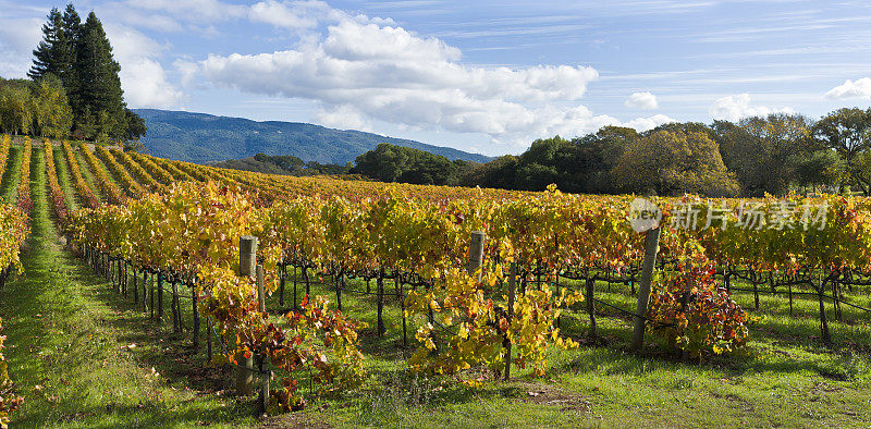 加州索诺玛县葡萄园里的秋色;葡萄是一种非更年期果实，特别是一种浆果，生长在多年生和落叶的葡萄属木本藤蔓上。