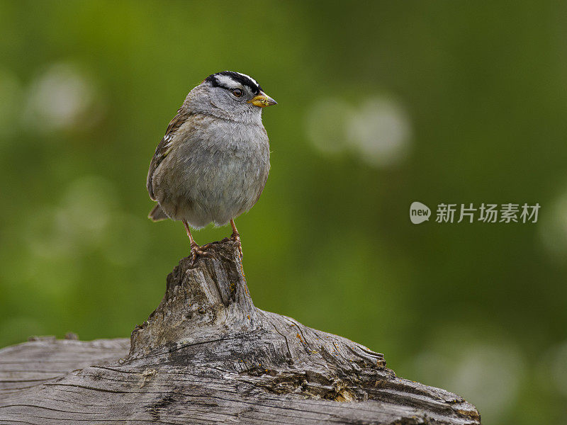 西俄勒冈树上的白冠麻雀