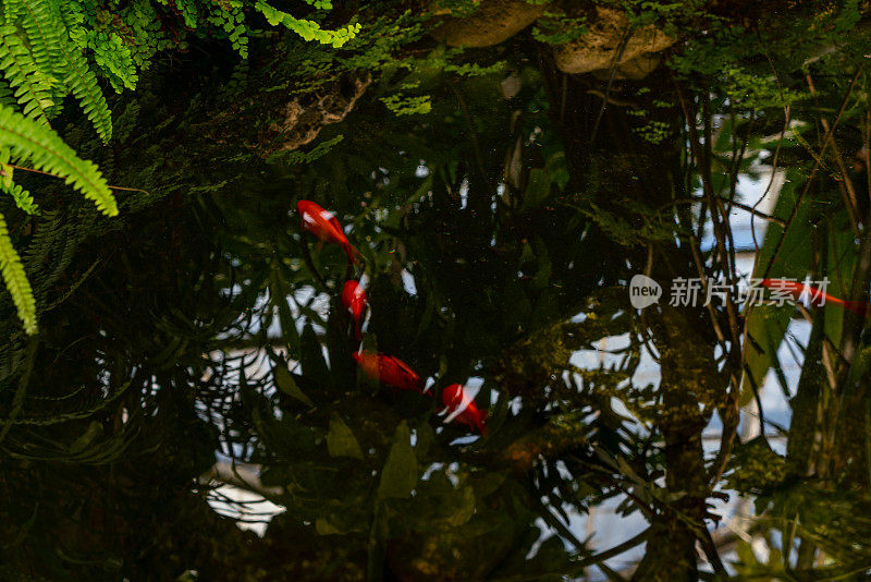 热带植物和水族馆在百年公园温室，伊托比克，加拿大。