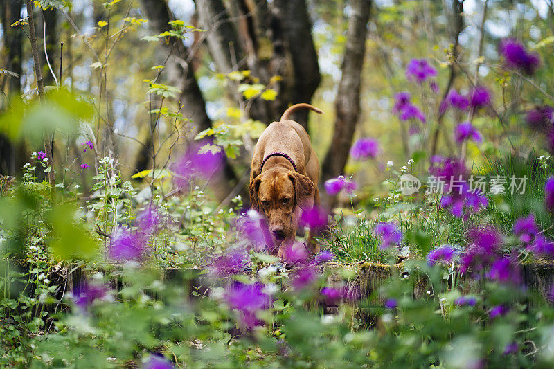 快乐的维兹拉犬穿过森林里的紫罗兰花