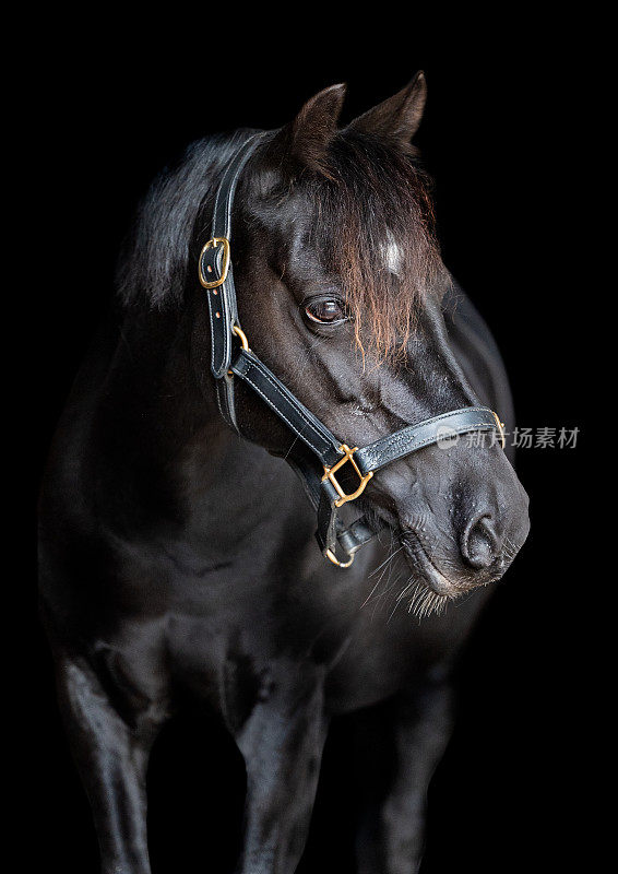一匹黑马的肖像