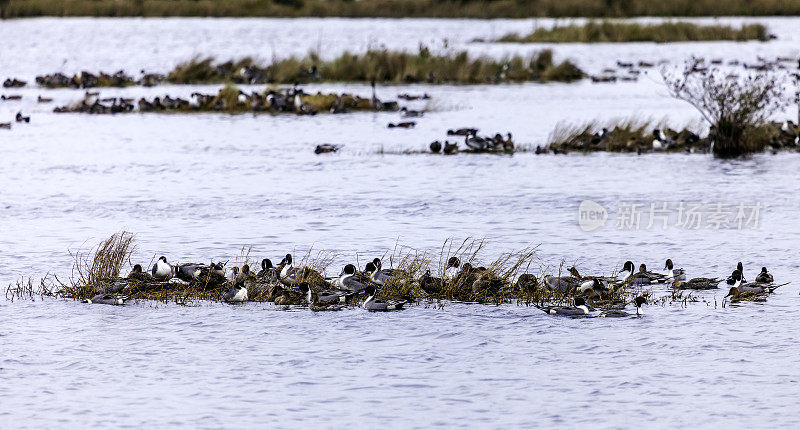 在佛罗里达州东海岸的梅里特岛野生动物保护区，冬天带来了各种各样的鸭子蹚过沼泽地