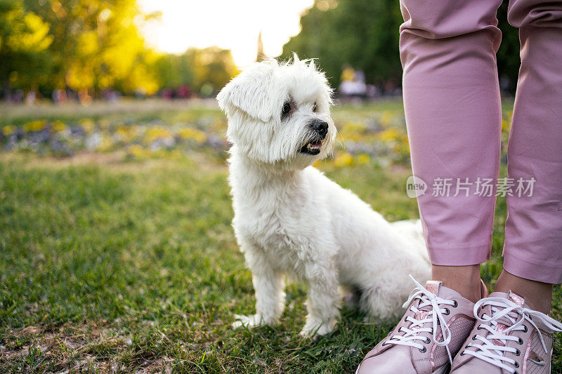 这只马耳他犬在公园里享受夏日的美好时光