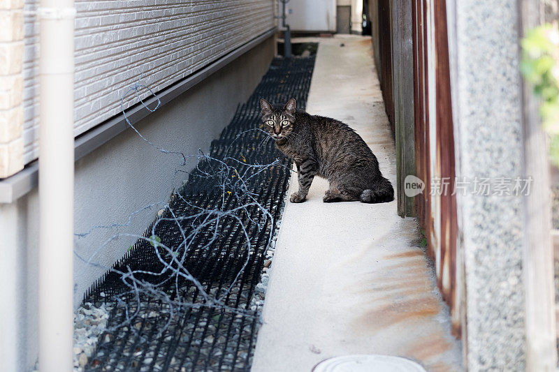 一个防止猫走的垫子和一只在它旁边走道上走的猫