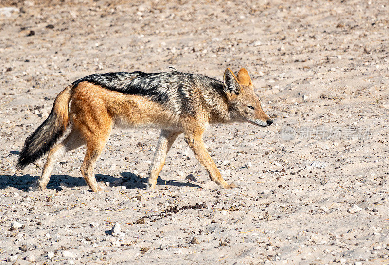 纳米比亚库内内地区埃托沙国家公园的黑背豺狼
