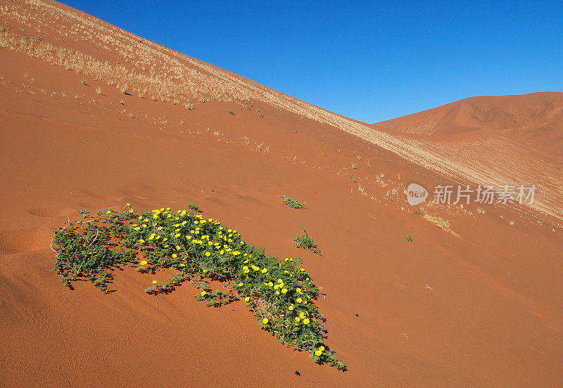 在Sossusvlei有黄色花的灌木