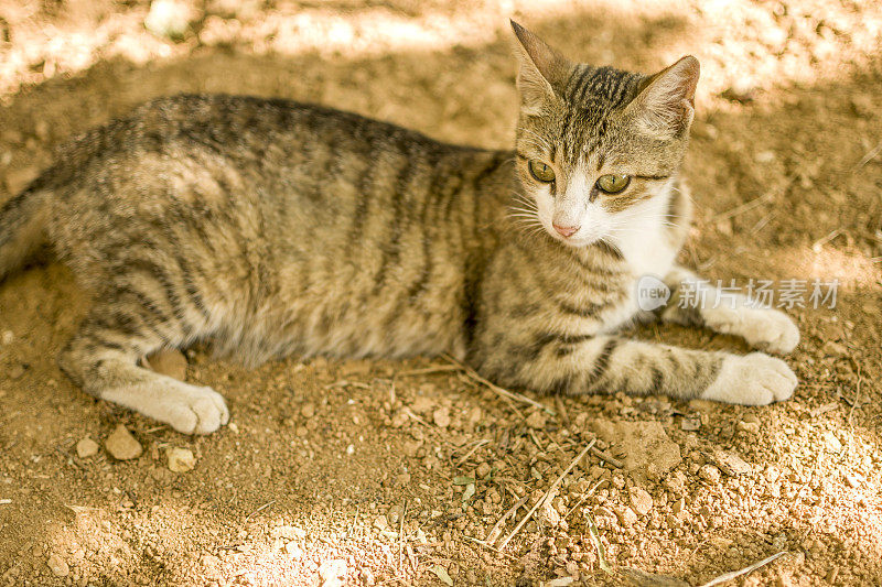 美丽的猫在大自然休息