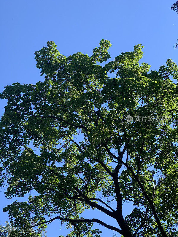 在一个阳光明媚的夏日，从低角度看，美丽的树冠映衬着晴朗的天空