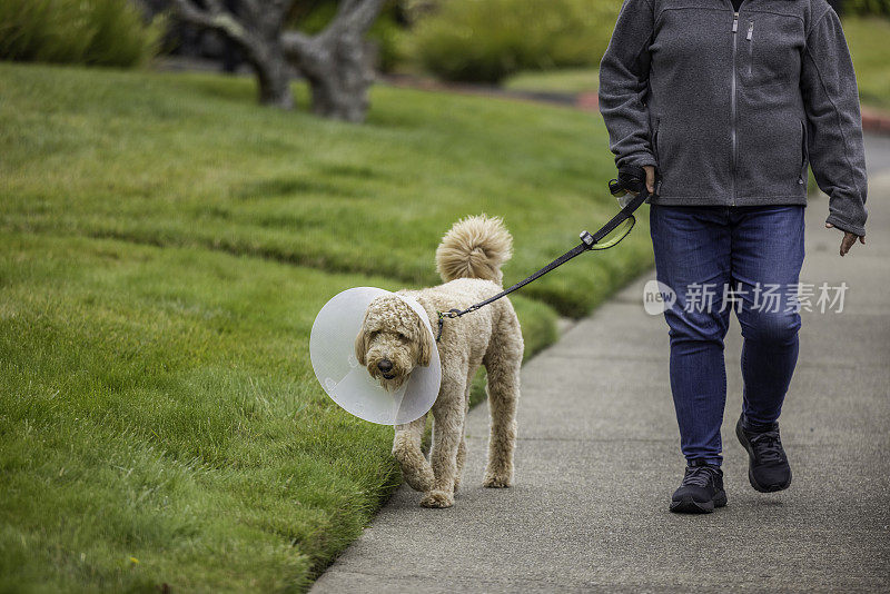 戴着Cone的金毛狗