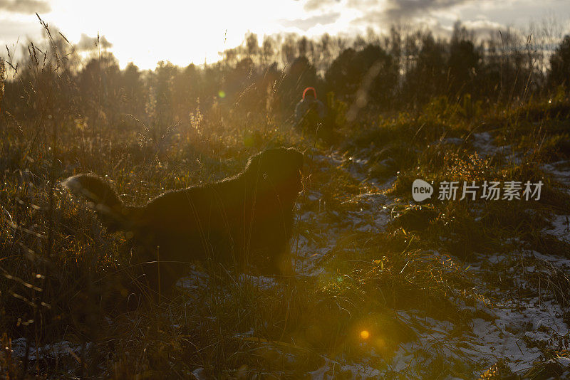 在夕阳的余晖中，在草地上散步的家狗，在背景下拍照的主人。