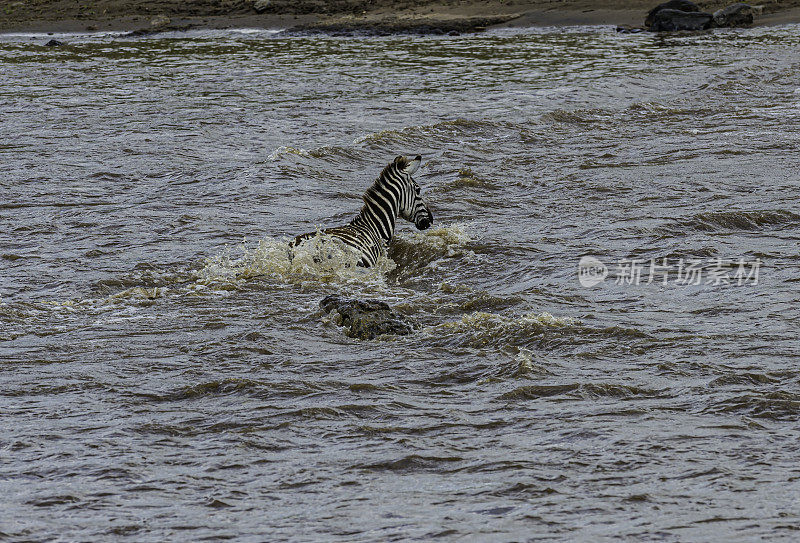 在肯尼亚马赛马拉国家保护区，尼罗河鳄鱼攻击穿过马拉河的平原斑马或格兰特斑马。尼罗鳄和平原斑马，斑马