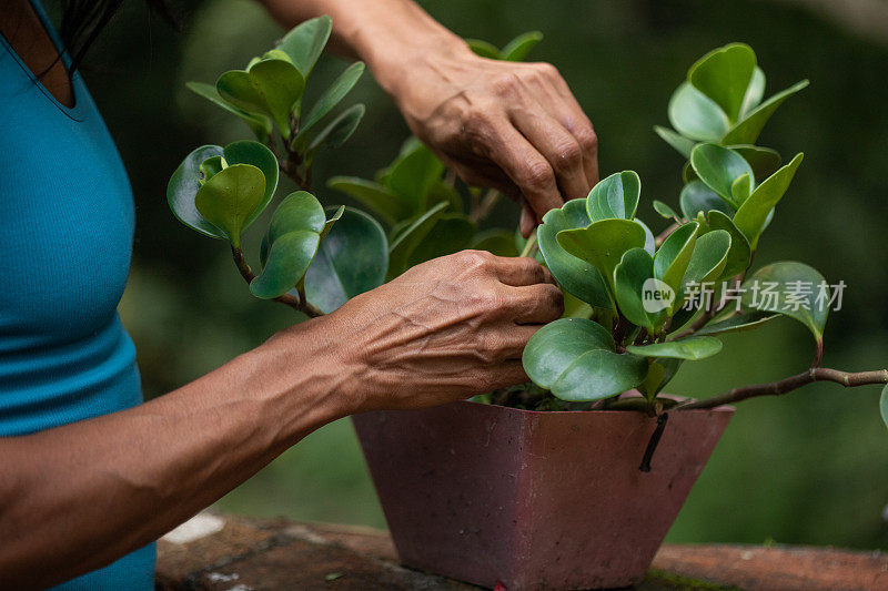 在盆栽植物上做园艺工作的女性的手