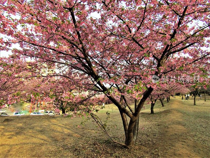 日本。3月。梅花盛开。