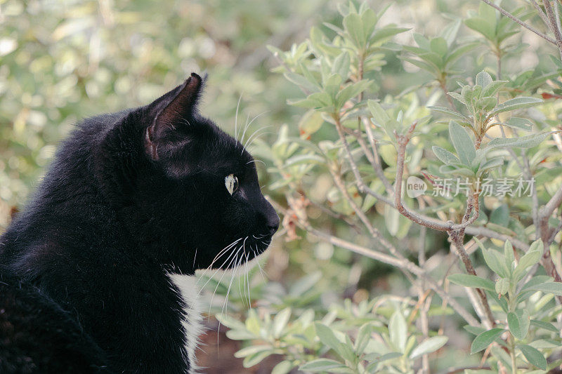 绿色背景上的黑猫侧面