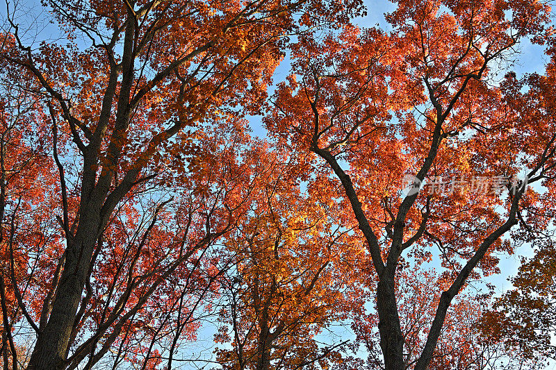 橡树在秋天