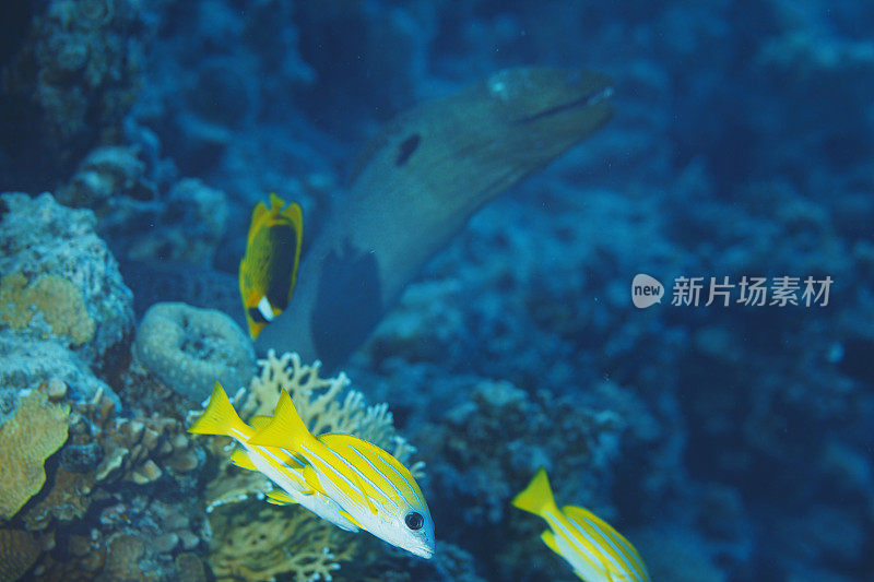 蓝条鲷鱼。红海水下海洋生物珊瑚礁水下照片水肺潜水员的观点