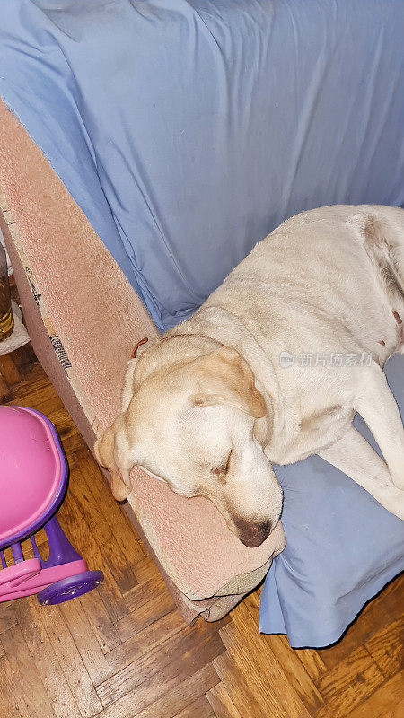 一只金毛猎犬躺在家里的沙发上