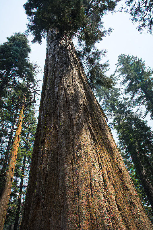 约塞米蒂巨型红杉
