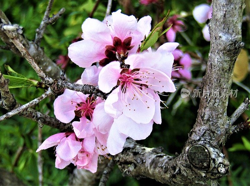 日本。4月。樱桃的花。特写镜头。