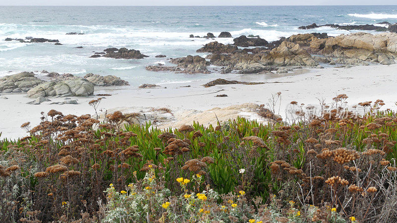 加州蒙特利，17英里车程。海岸岩石嶙峋，波涛汹涌。草的花