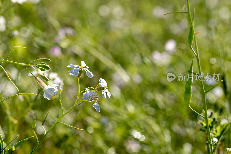 开花植物饲料萝卜