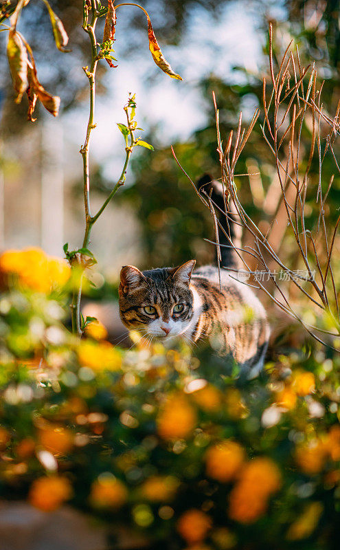 花园中的虎斑猫