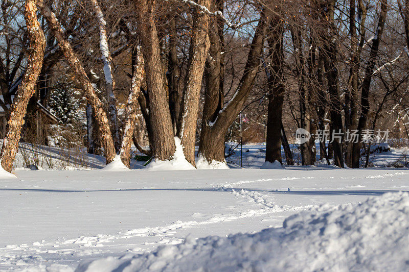积雪覆盖的草坪上，树木环绕，新鲜的鹿足迹