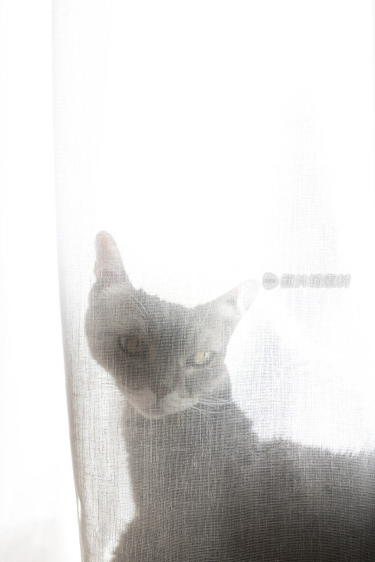 英国短毛猫躲在背光的窗帘后面