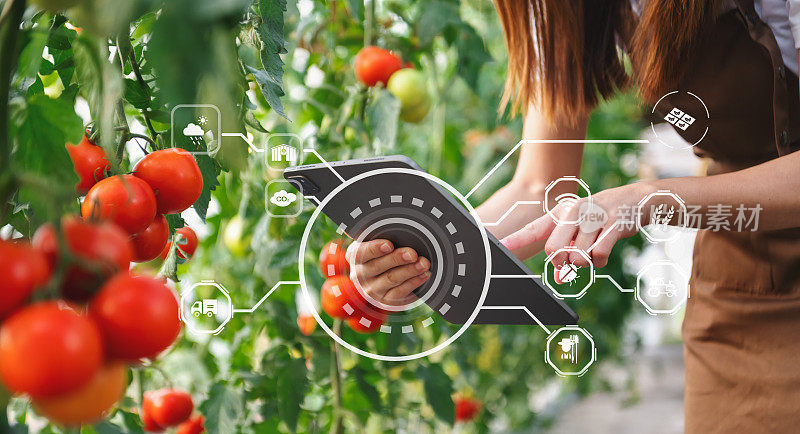 智能农民使用平板概念应用现代蔬菜和番茄在温室。还有视觉图标。智能农业